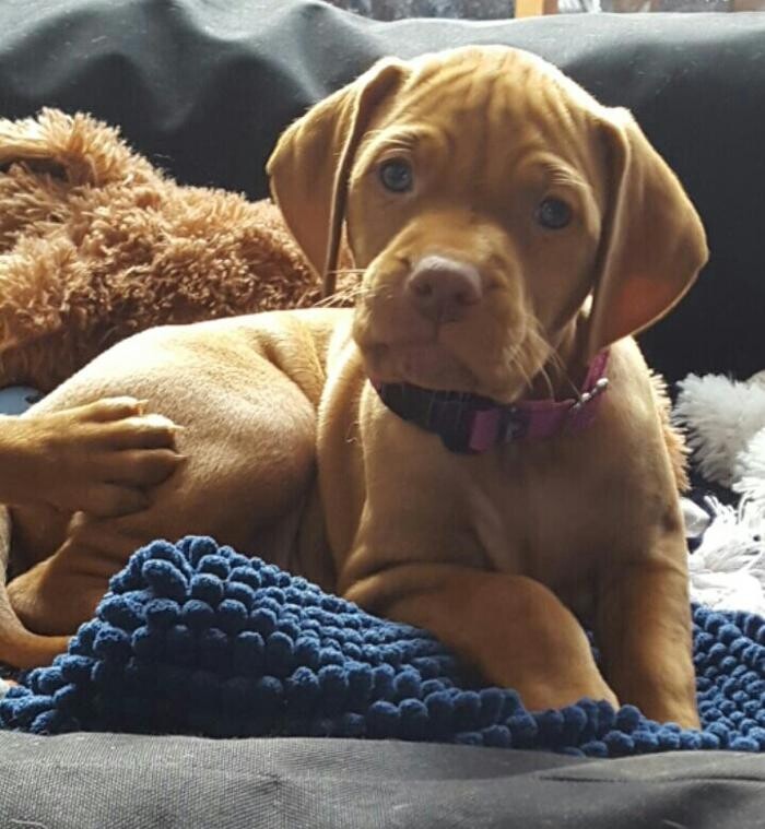 Bilder Magyar Vizsla vom Hamburger Elbstrand