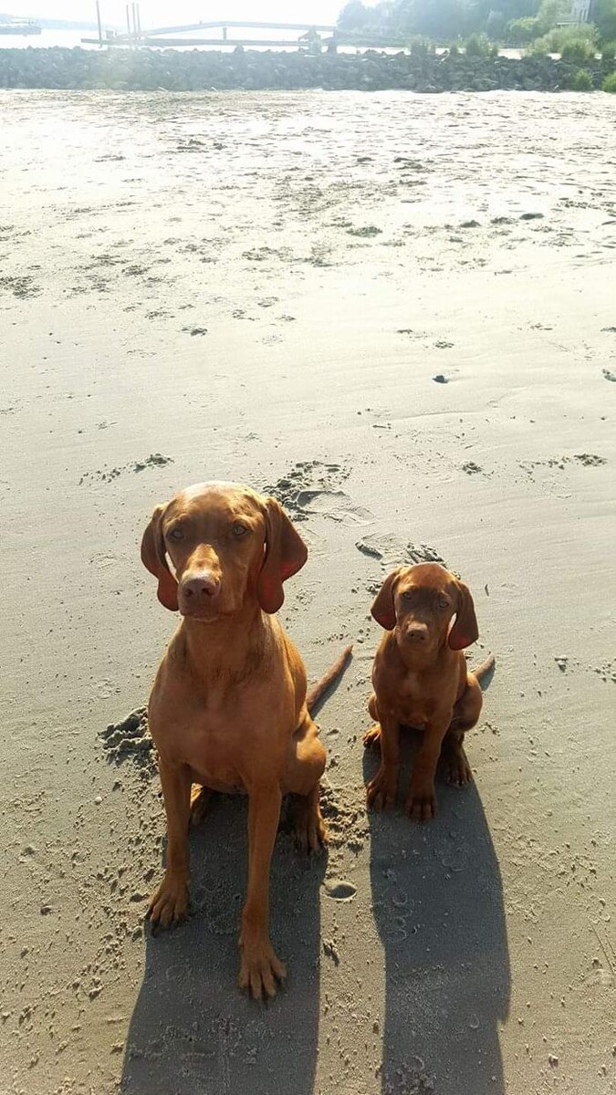 Bilder Magyar Vizsla vom Hamburger Elbstrand