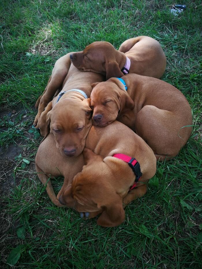 Bilder Magyar Vizsla vom Hamburger Elbstrand