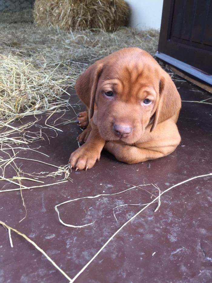 Bilder Magyar Vizsla vom Hamburger Elbstrand