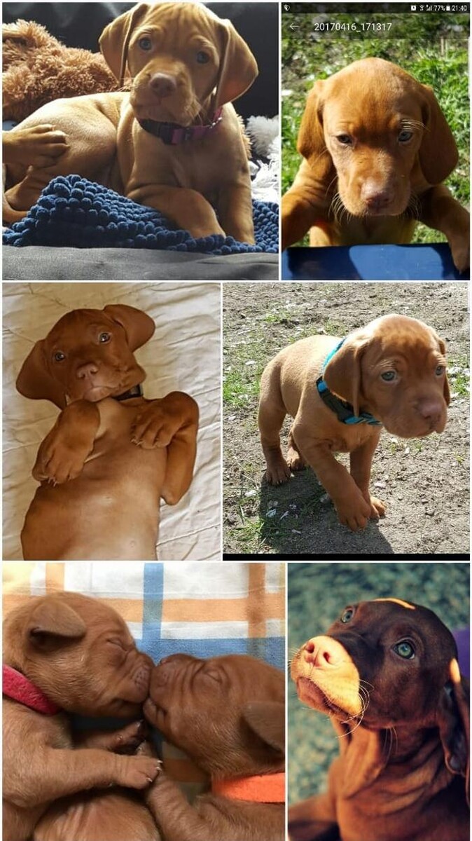 Bilder Magyar Vizsla vom Hamburger Elbstrand