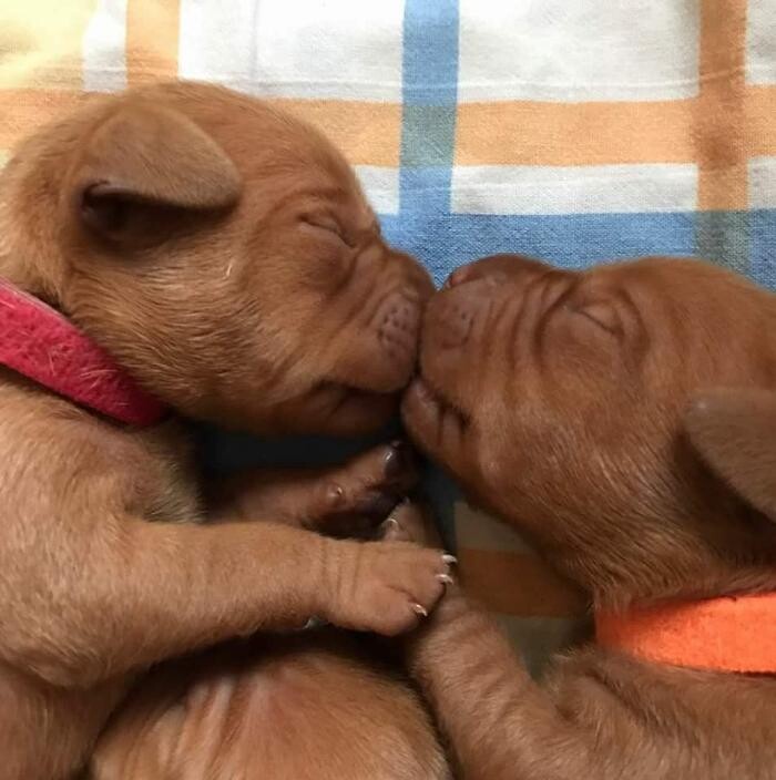 Bilder Magyar Vizsla vom Hamburger Elbstrand