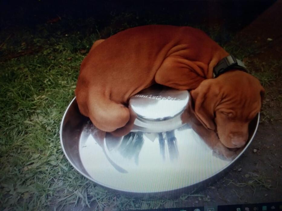 Bilder Magyar Vizsla vom Hamburger Elbstrand
