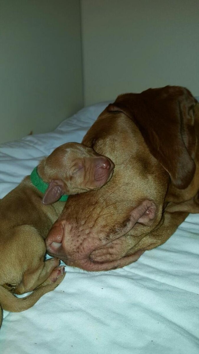 Bilder Magyar Vizsla vom Hamburger Elbstrand