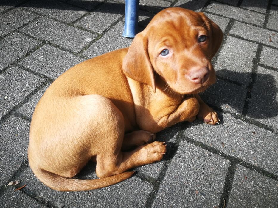 Bilder Magyar Vizsla vom Hamburger Elbstrand