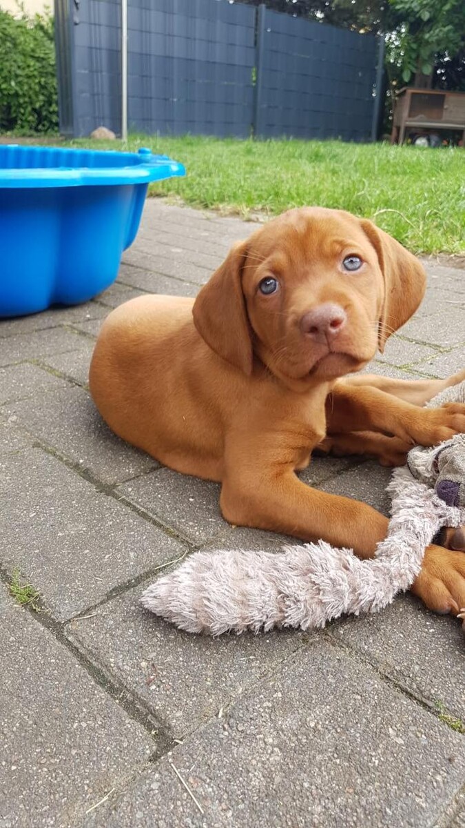 Bilder Magyar Vizsla vom Hamburger Elbstrand