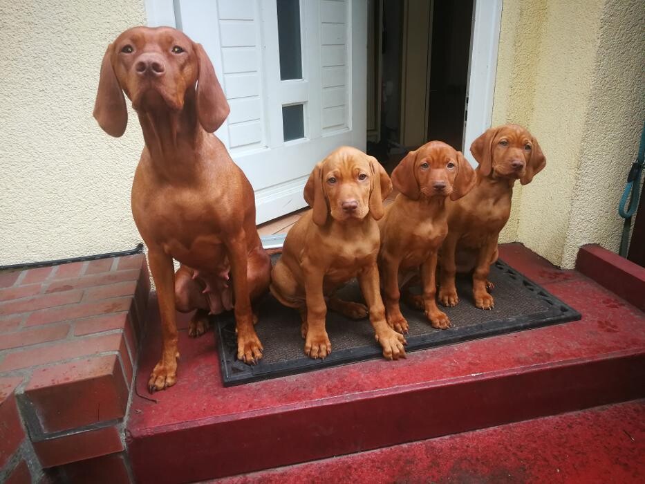 Bilder Magyar Vizsla vom Hamburger Elbstrand