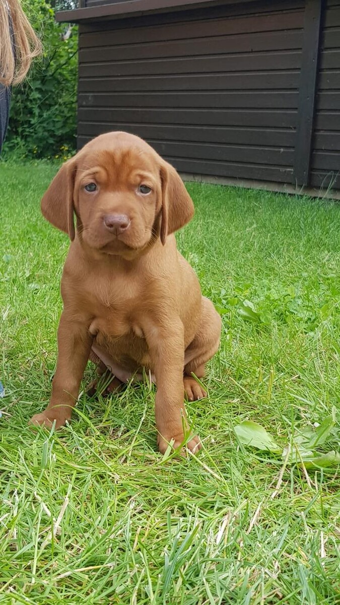 Bilder Magyar Vizsla vom Hamburger Elbstrand