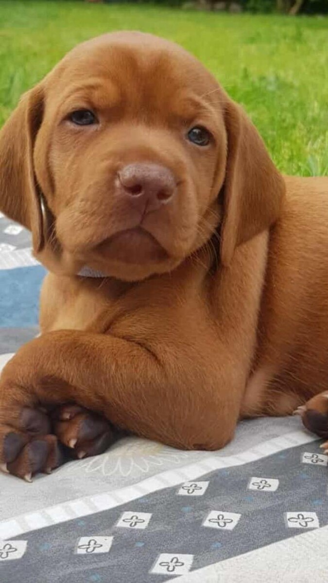 Bilder Magyar Vizsla vom Hamburger Elbstrand
