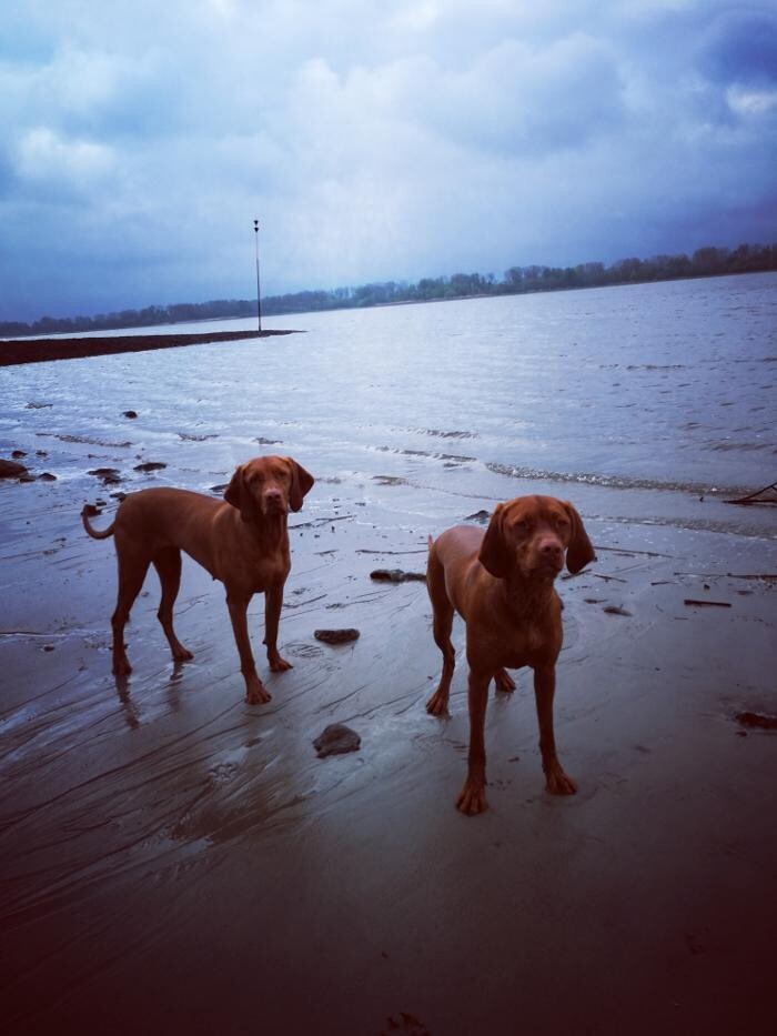 Bilder Magyar Vizsla vom Hamburger Elbstrand