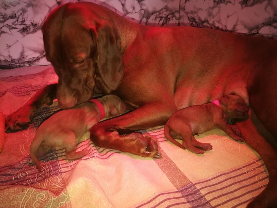 Bilder Magyar Vizsla vom Hamburger Elbstrand