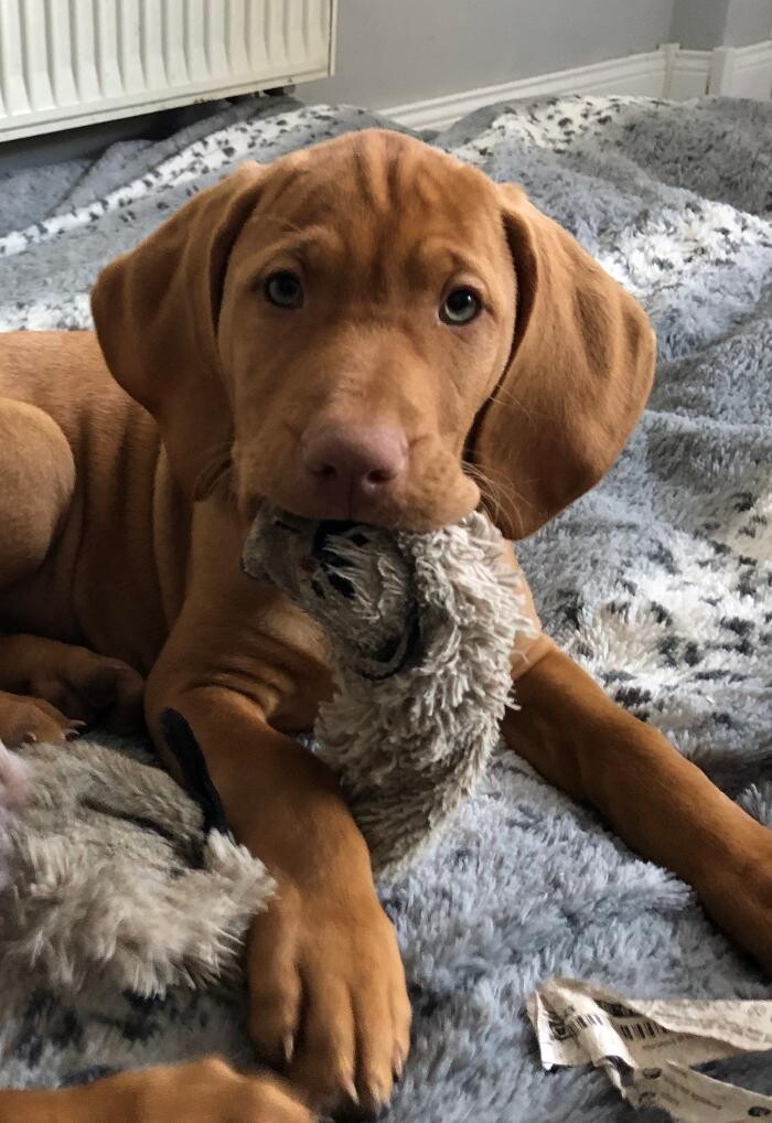 Magyar Vizsla vom Hamburger Elbstrand Logo