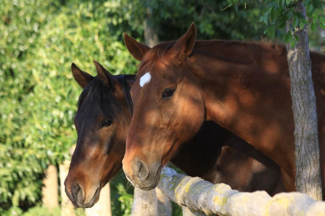 Bilder Reitanlage Gut Reichhausen Joachim-Constantin Flores