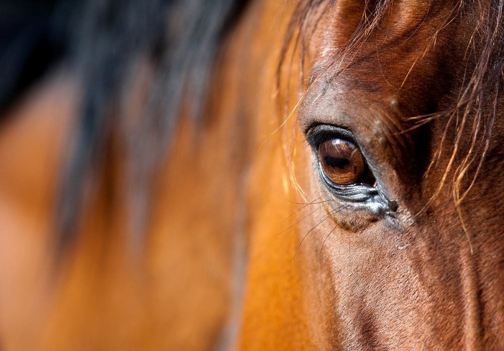 Bilder Reitanlage Gut Reichhausen Joachim-Constantin Flores