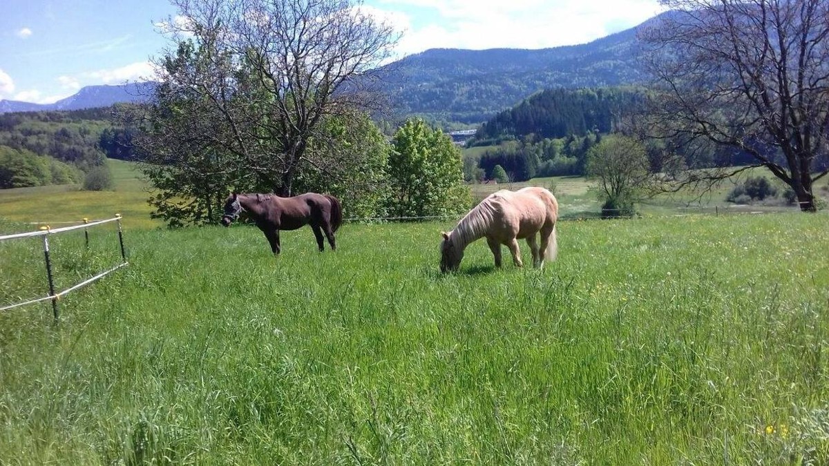 Bilder Reitanlage Gut Reichhausen Joachim-Constantin Flores