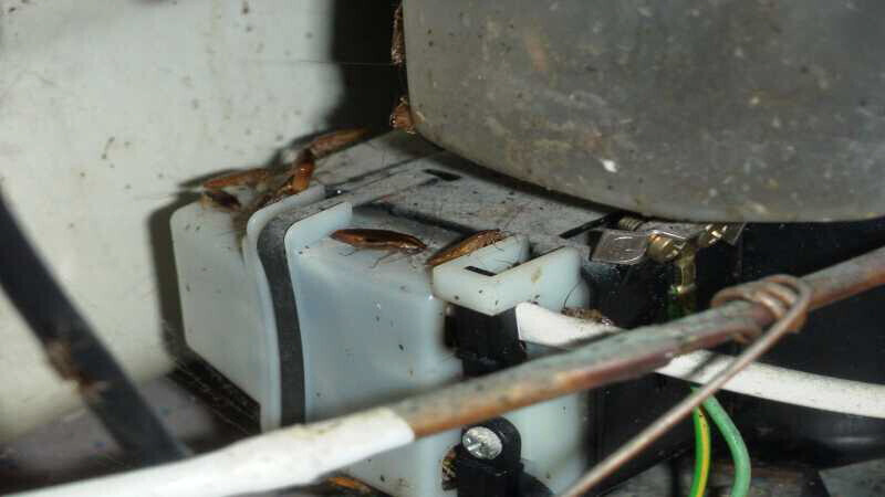 Bilder Ökokil GmbH - Öko Schädlingsbekämpfung