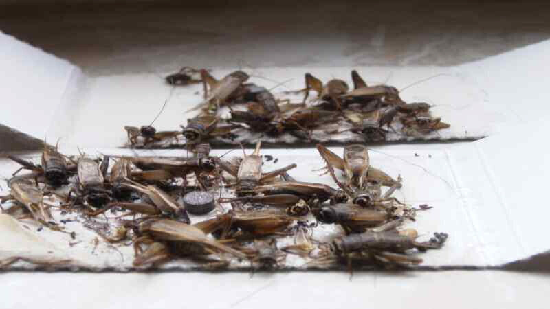 Bilder Ökokil GmbH - Öko Schädlingsbekämpfung