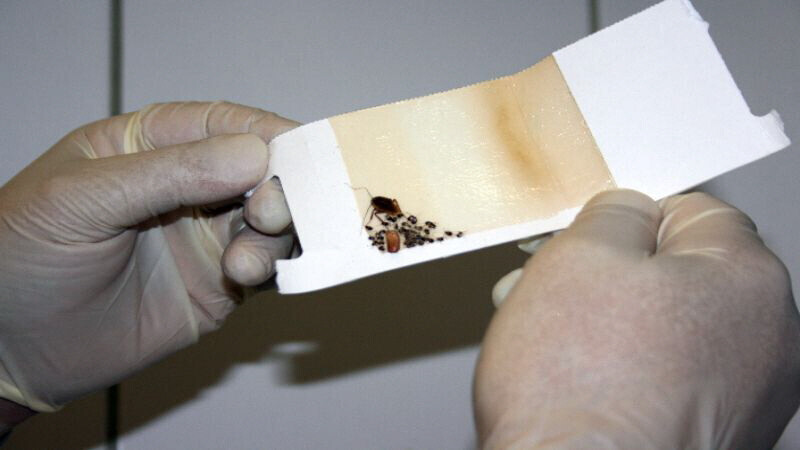 Bilder Ökokil GmbH - Öko Schädlingsbekämpfung