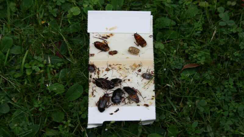 Bilder Ökokil GmbH - Öko Schädlingsbekämpfung