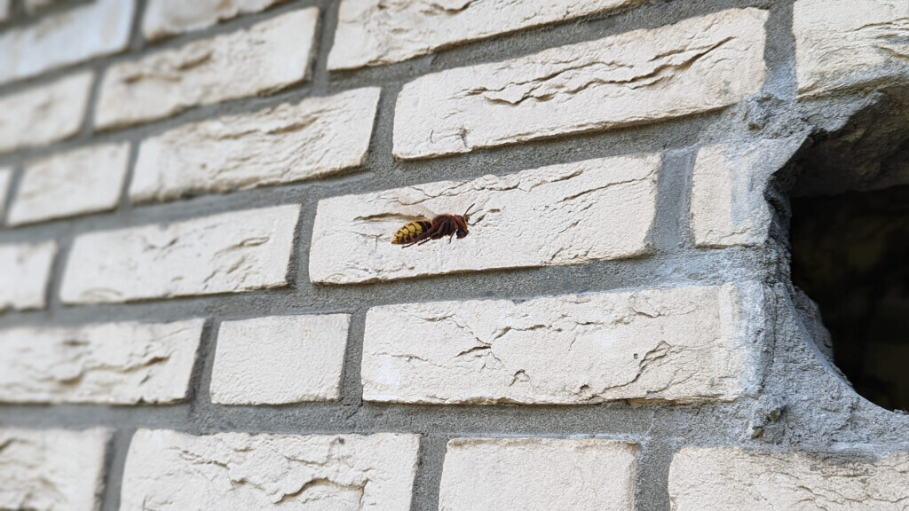 Bilder Kleefeld Hamburg Schädlingsbekämpfung