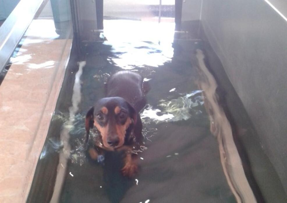 Bilder Dog Ways Hundecenter