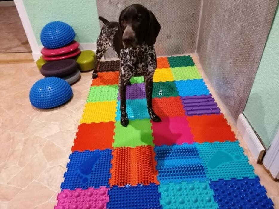 Bilder Dog Ways Hundecenter