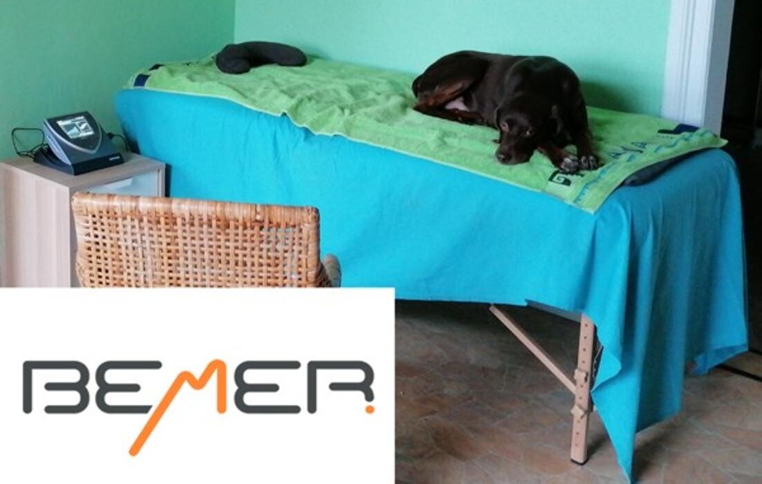 Bilder Dog Ways Hundecenter