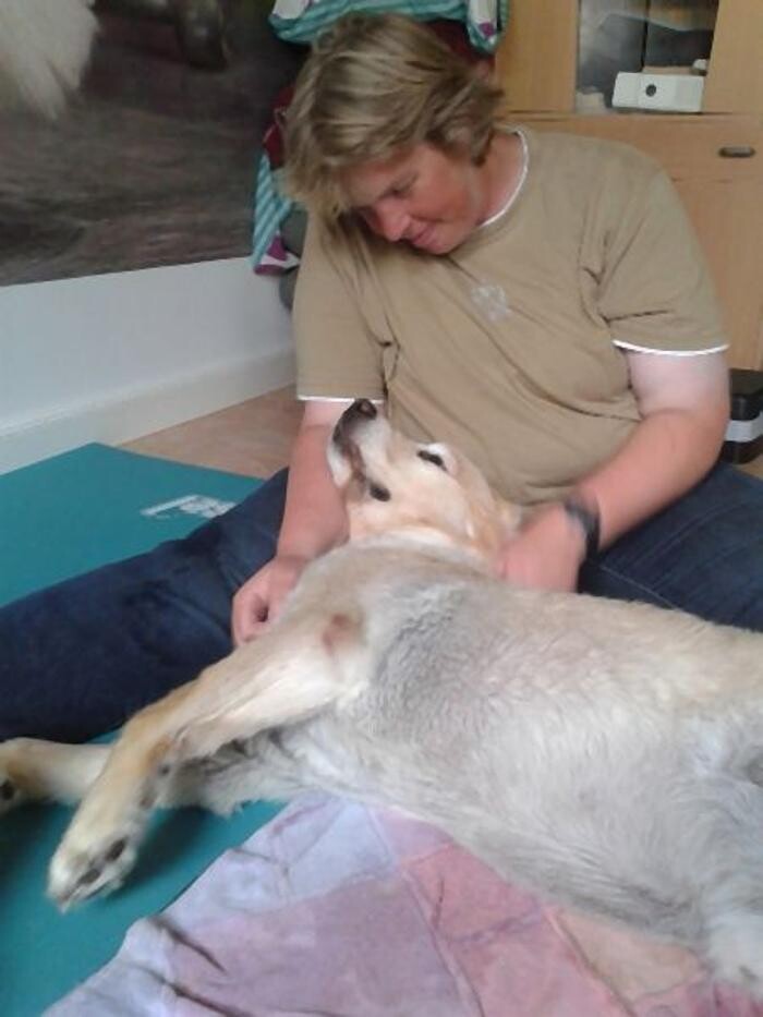 Bilder Dog Ways Hundecenter