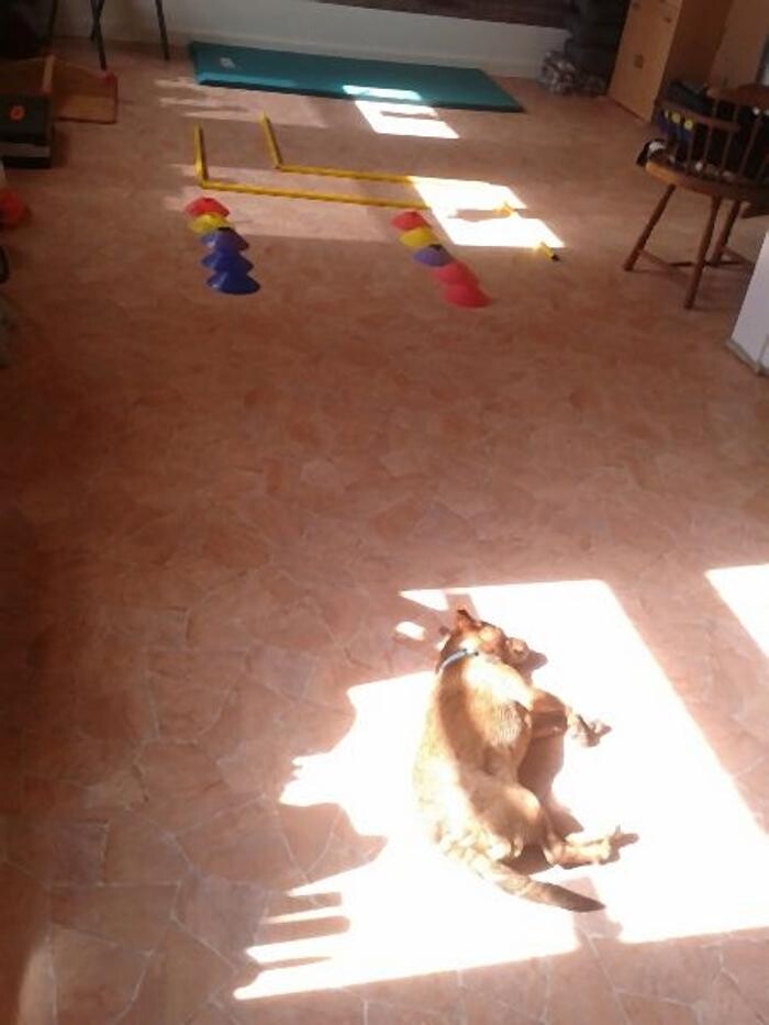 Bilder Dog Ways Hundecenter