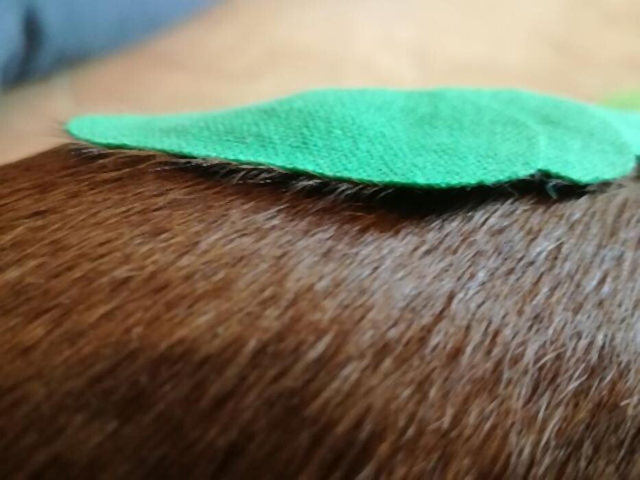 Bilder Dog Ways Hundecenter