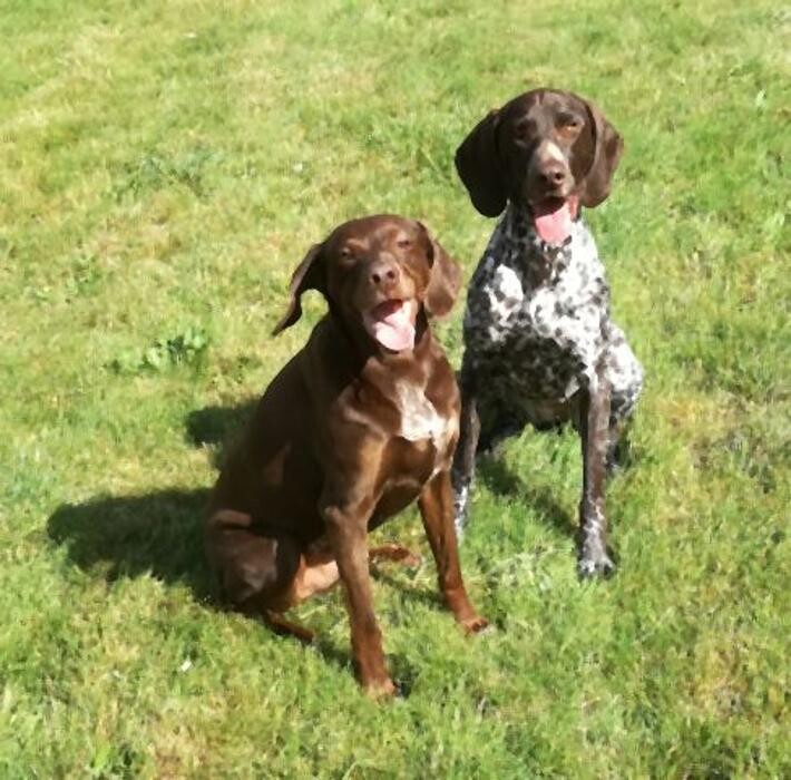 Bilder Dog Ways Hundecenter