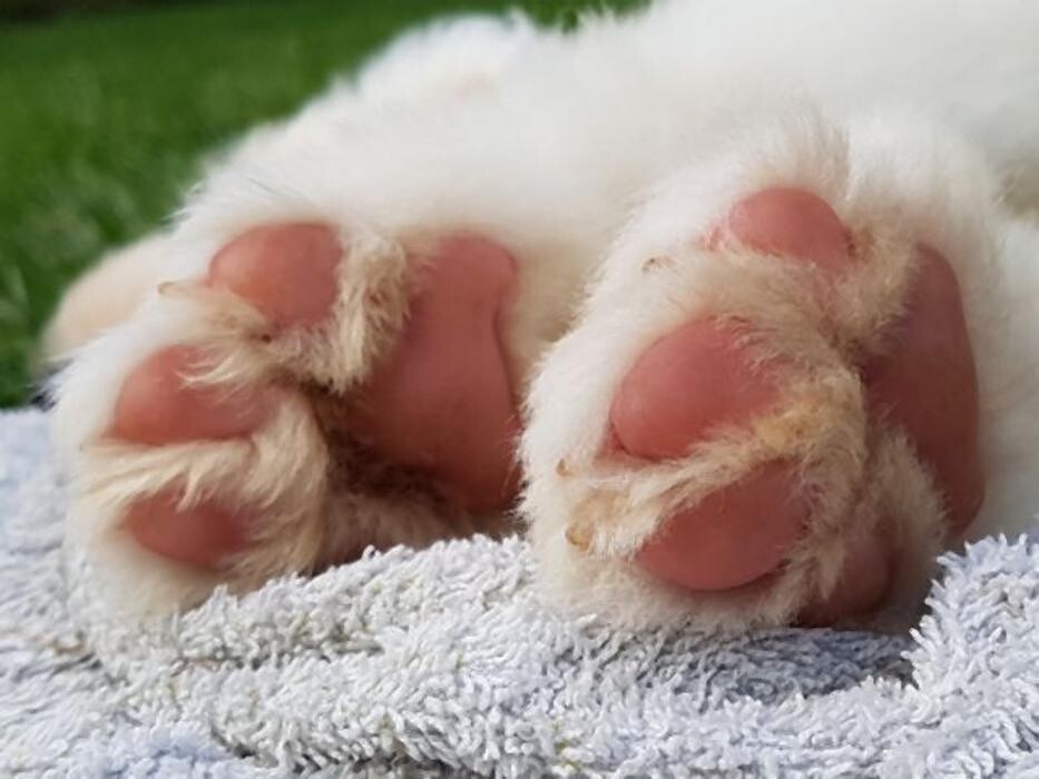 Bilder Dog Ways Hundecenter