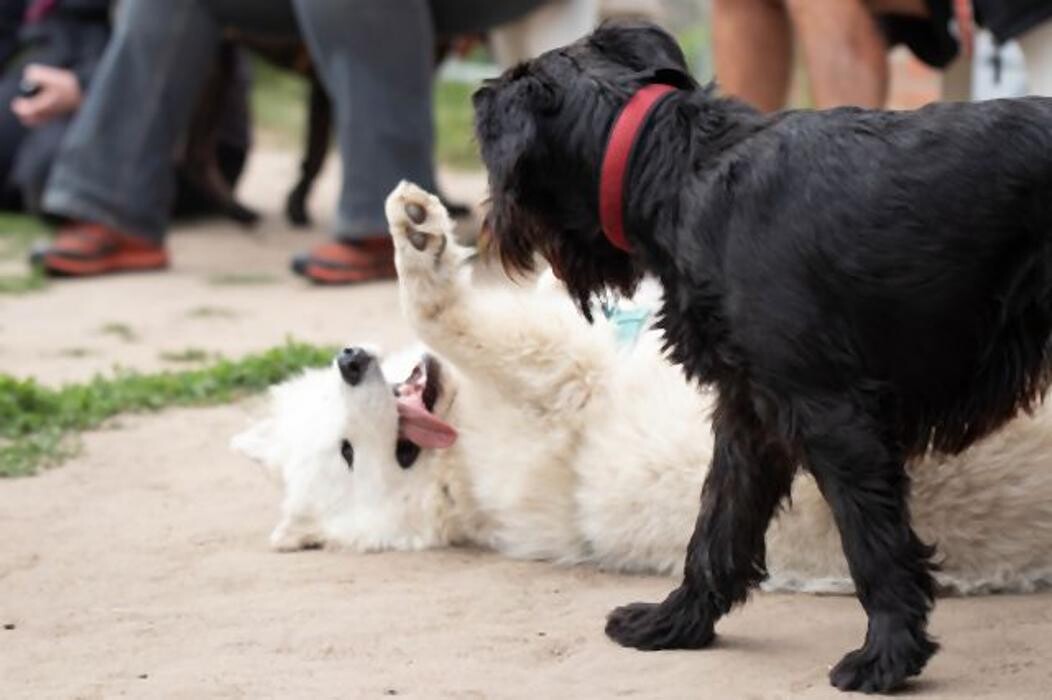 Bilder Dog Ways Hundecenter