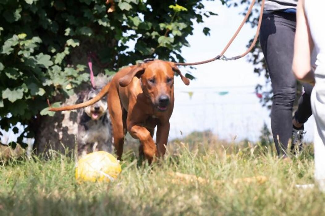 Bilder Dog Ways Hundecenter