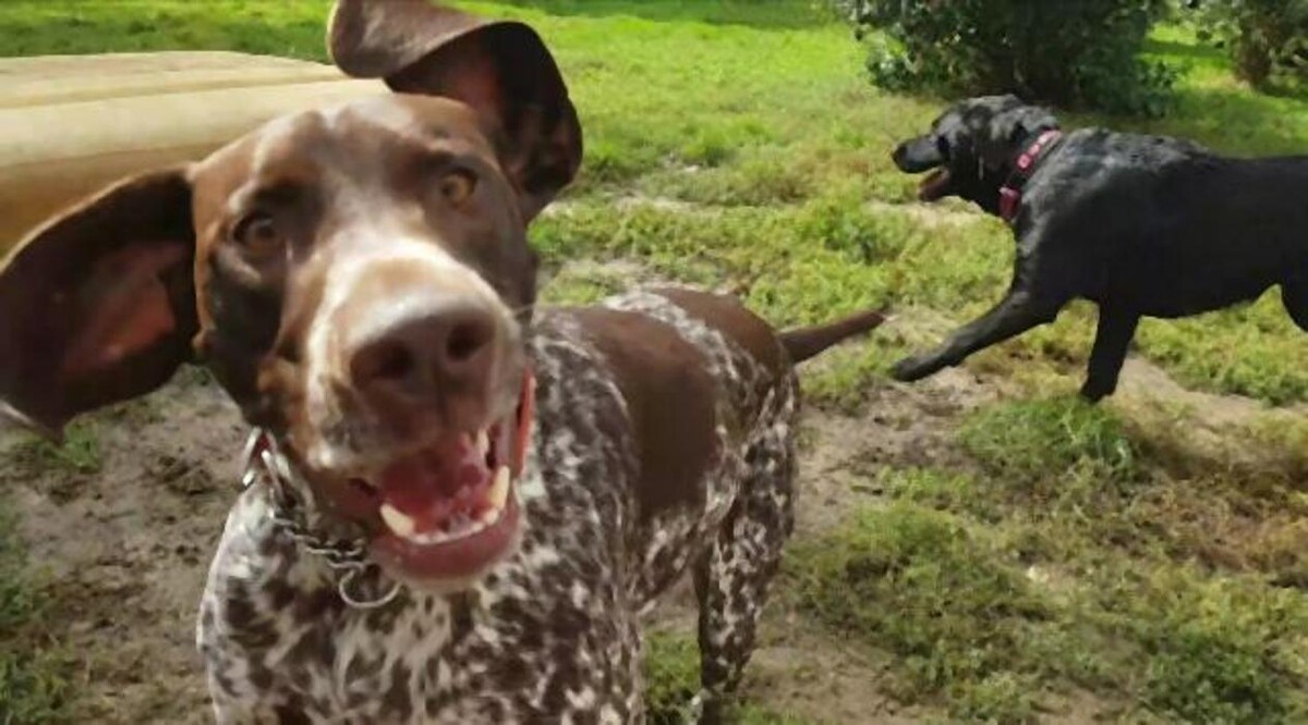 Bilder Dog Ways Hundecenter