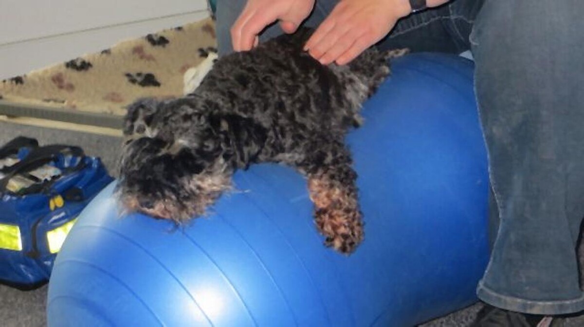 Bilder Dog Ways Hundecenter