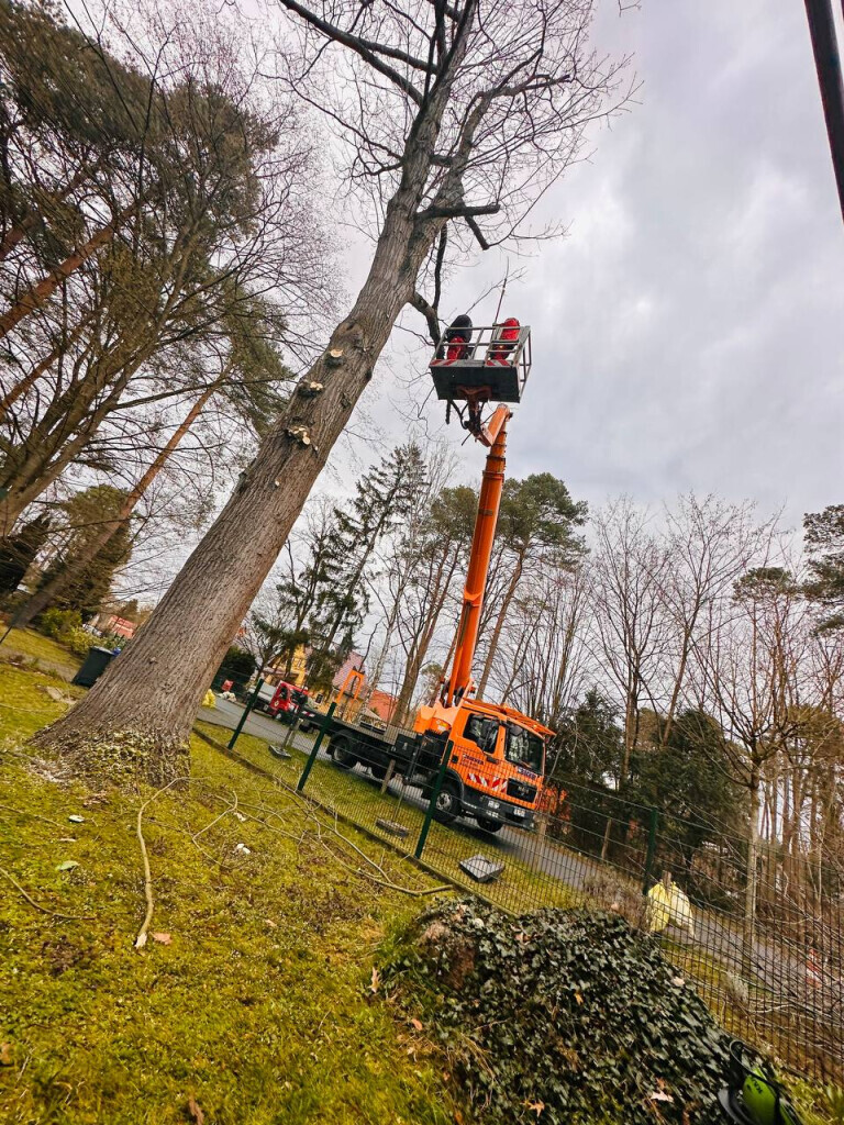 Bilder DIE BAU(M)TEUFEL Garten- und Landschaftsbau Jörg Schielke