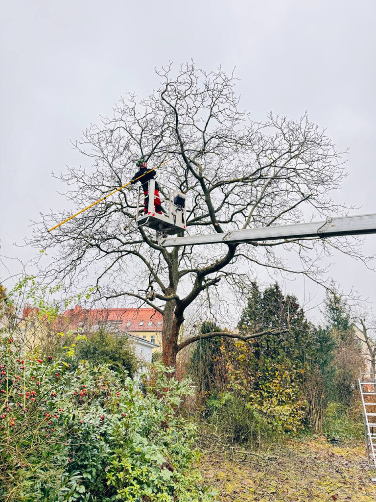 Bilder DIE BAU(M)TEUFEL Garten- und Landschaftsbau Jörg Schielke