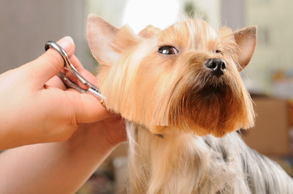 Bilder Hundesalon Uta's Pfotentreff