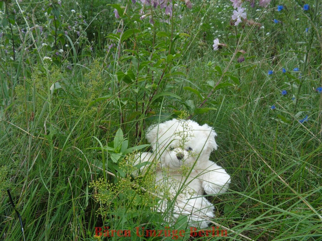 Bilder Bären Umzüge Berlin