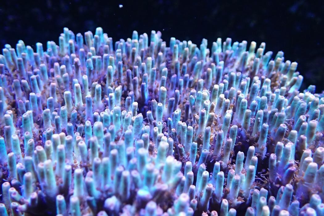 Bilder Meerwasserstarter