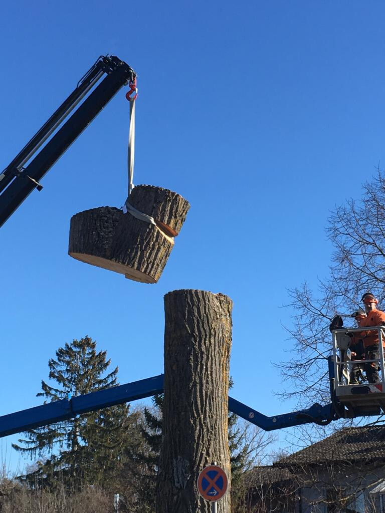 Bilder Trinkgeld GmbH Garten- & Landschaftsservice