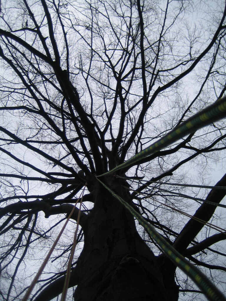 Bilder Trinkgeld GmbH Garten- & Landschaftsservice