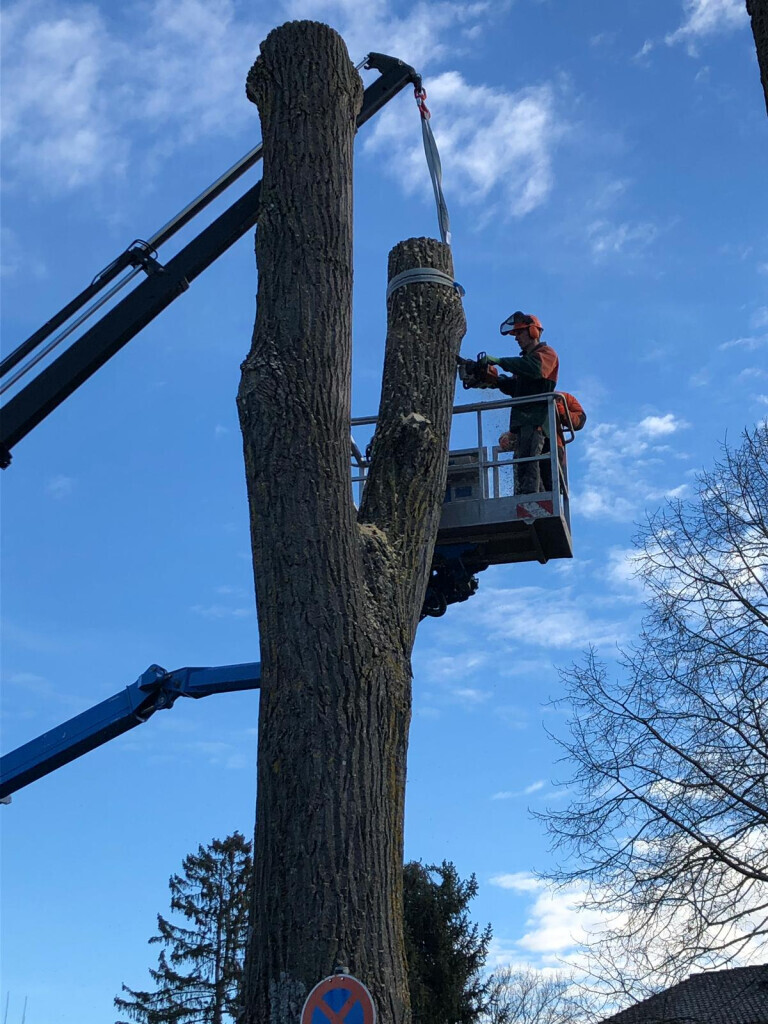 Bilder Trinkgeld GmbH Garten- & Landschaftsservice
