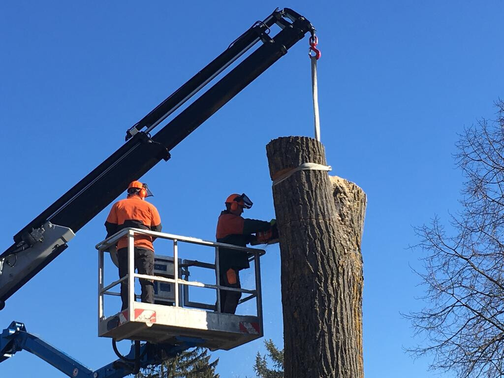 Bilder Trinkgeld GmbH Garten- & Landschaftsservice