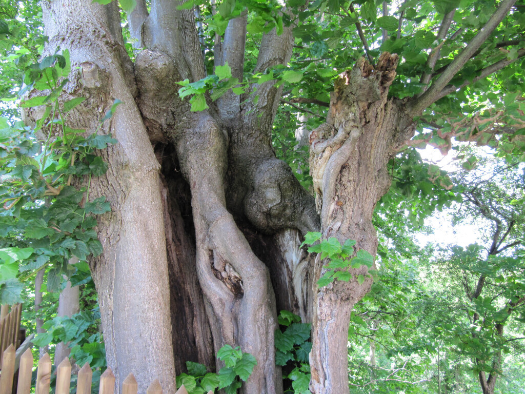 Bilder Trinkgeld GmbH Garten- & Landschaftsservice