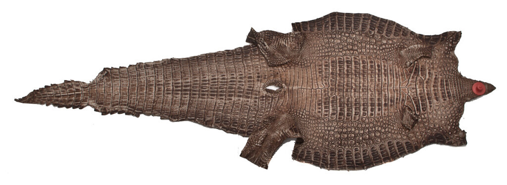 Bilder Tierpräparation Michael Dittert GbR