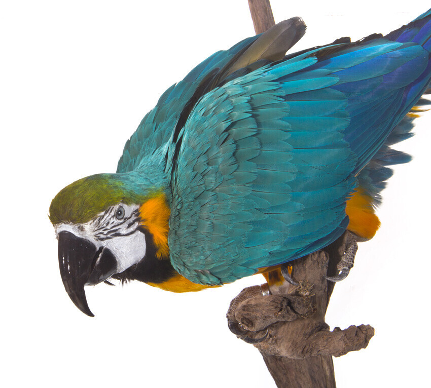 Bilder Tierpräparation Michael Dittert GbR