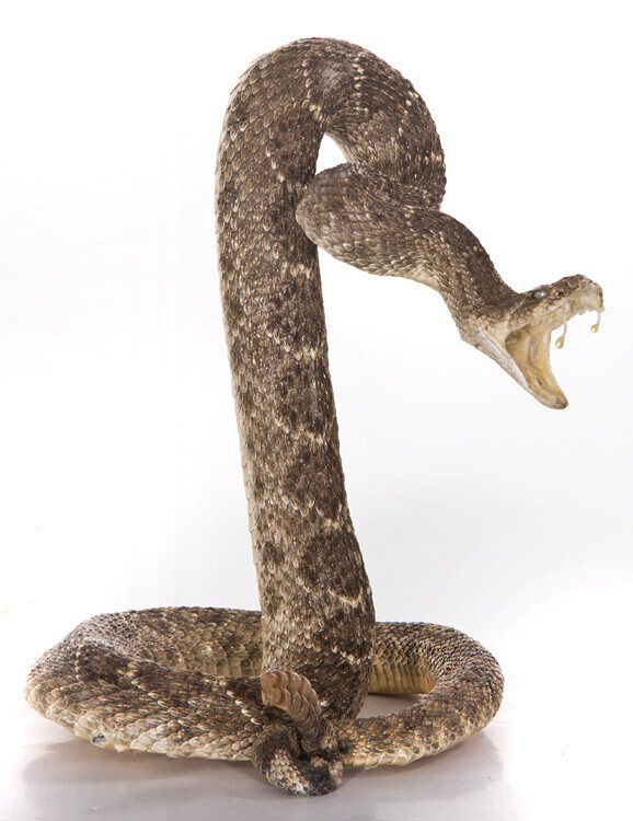 Bilder Tierpräparation Michael Dittert GbR