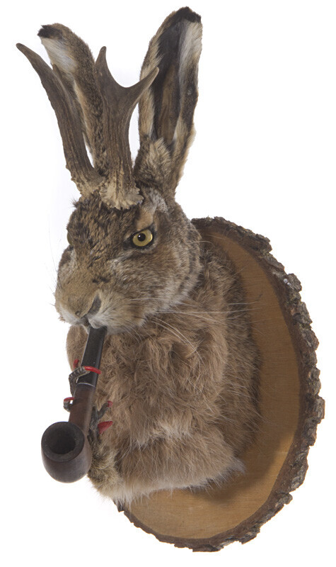 Bilder Tierpräparation Michael Dittert GbR